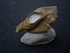 Leptomeryx - dwarf deer - skull cast
