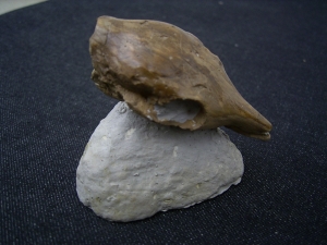 Leptomeryx - dwarf deer - skull cast