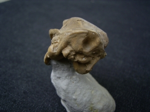 Leptomeryx - dwarf deer - skull cast