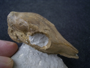 Leptomeryx - dwarf deer - skull cast