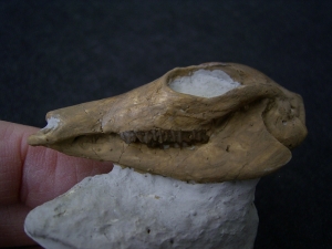 Leptomeryx - dwarf deer - skull cast