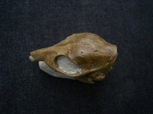 Leptomeryx - dwarf deer - skull cast