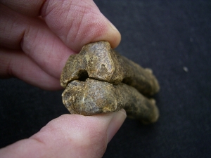 Höhlen-Hyäne Mittelhandknochen
