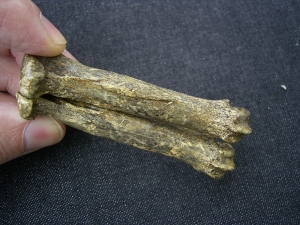 Cave-Hyena, Metacarpale bones