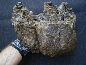 Rhinoceros upper jaw from Croatia