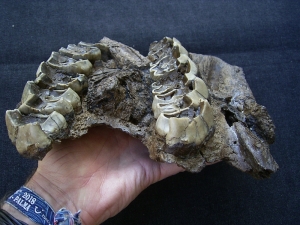 Nashorn Schädelfragment mit Oberkiefer