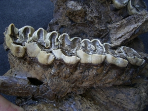 Rhinoceros upper jaw from Croatia