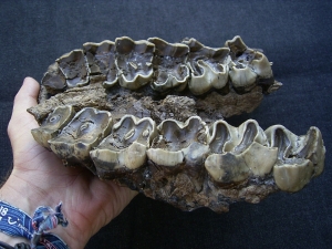 Rhinoceros upper jaw from Croatia