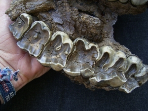 Nashorn Schädelfragment mit Oberkiefer