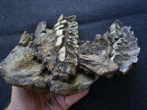 Rhinoceros upper jaw from Croatia