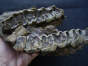 Rhinoceros upper jaw from Croatia