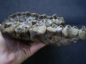 Rhinoceros upper jaw from Croatia