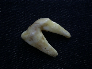 Wolf Zahn aus dem Pleistozän