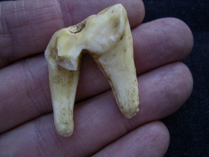 Wolf Zahn aus dem Pleistozän