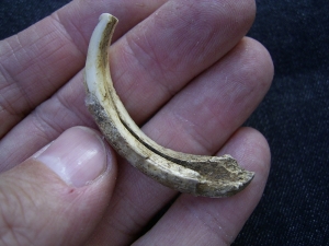 Wild boar tooth pleistocene age