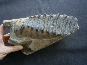 Elephas meridionalis jaw with tooth