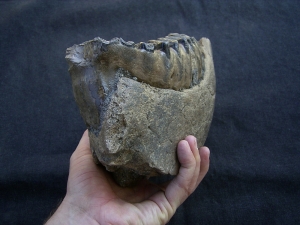 Südelefant Kieferstück mit Zahn