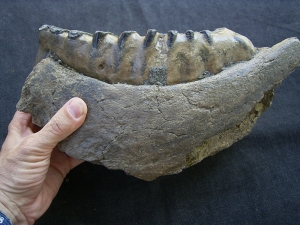 Elephas meridionalis jaw with tooth