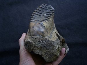 Elephas meridionalis jaw with tooth