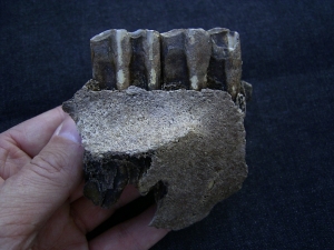 Horse skull fragment with two teeth