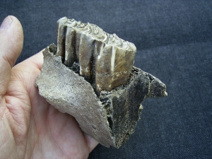 Horse skull fragment with two teeth