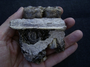 Horse skull fragment with two teeth