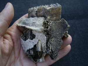 Horse skull fragment with two teeth