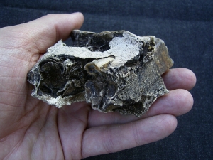 Horse skull fragment with two teeth