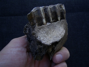 Horse skull fragment with two teeth