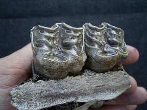 Horse skull fragment with two teeth