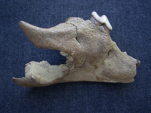 Canidae skull fragment with tooth