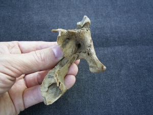 Canidae Schaedelfragment mit Zahn