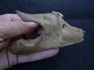 Canidae skull fragment with tooth