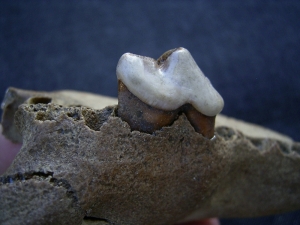 Canidae Schaedelfragment mit Zahn