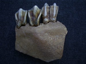 Bovidae skull fragment with three teeth