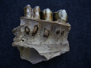 Bovidae skull fragment with three teeth