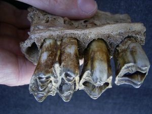 Bovidae skull fragment with three teeth