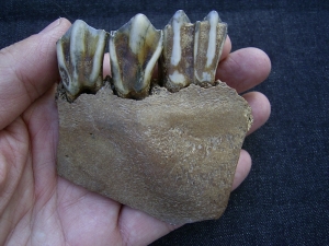 Boviden Schädelfragment mit drei Zähnen