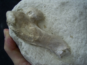 Turtle skull, oligocene age
