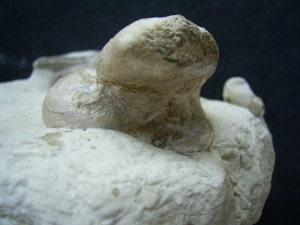 Schildkröten Schädel aus dem Oligozän