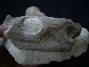 Schildkröten Schädel aus dem Oligozän