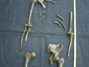 Neanderthaler Typusexemplar