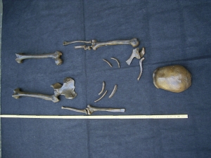 Neanderthaler Typusexemplar