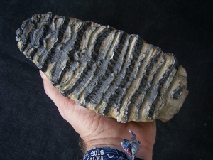 Steppe Mammoth molar