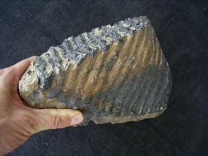 Steppe Mammoth molar