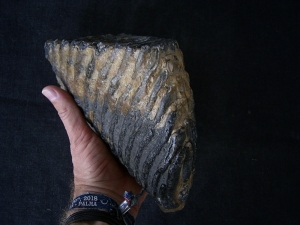 Steppe Mammoth molar