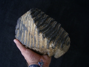 Steppe Mammoth molar