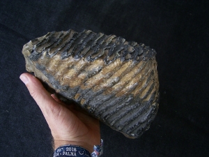 Steppe Mammoth molar