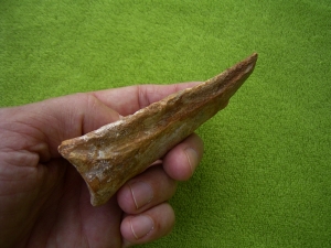 Carcharodontosaur claw