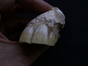 Horse jaw with six teeth - miocene age